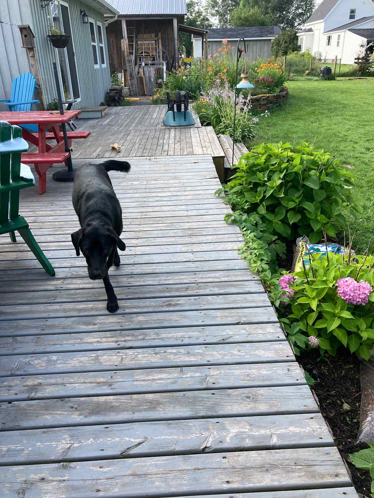 Rustic Black Lab Retreat