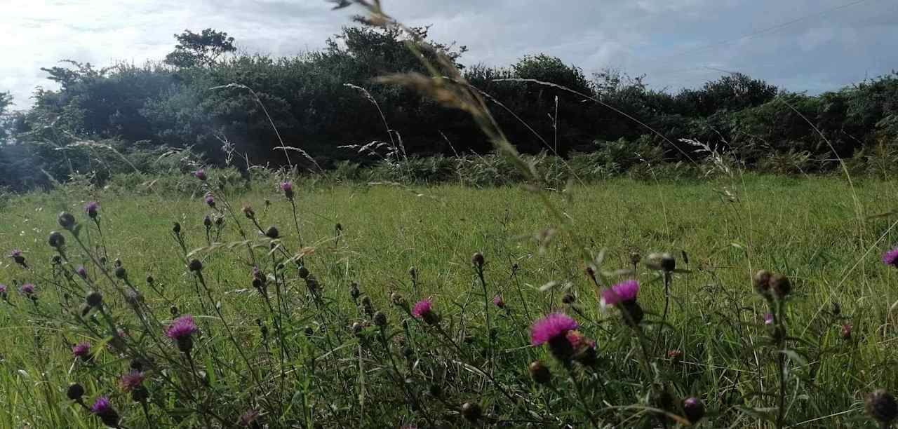 Wild Penllŷn Camping Field