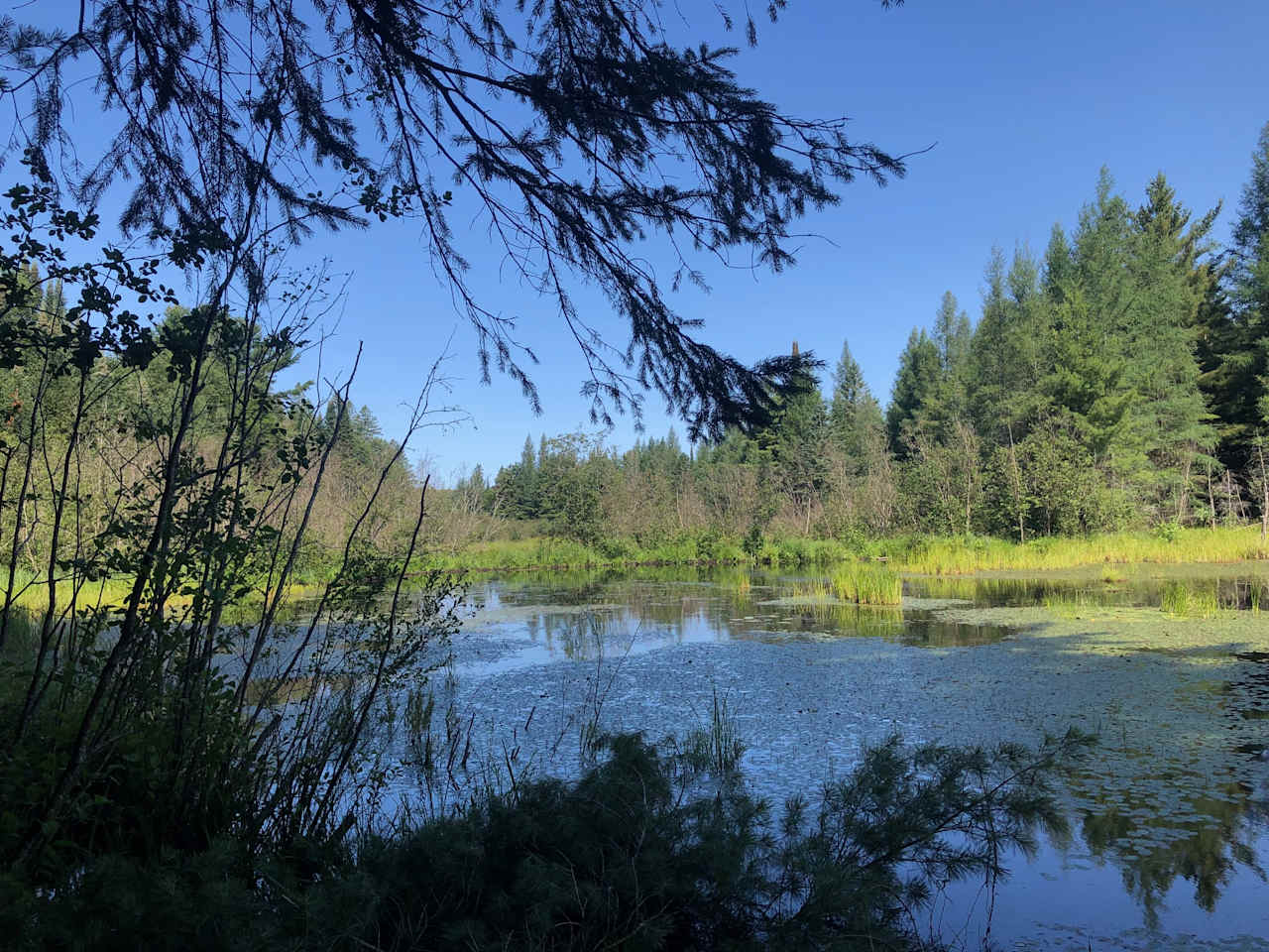 Beaver and duck pond for wildlife viewing. Small part of large wetland / ponds system.   