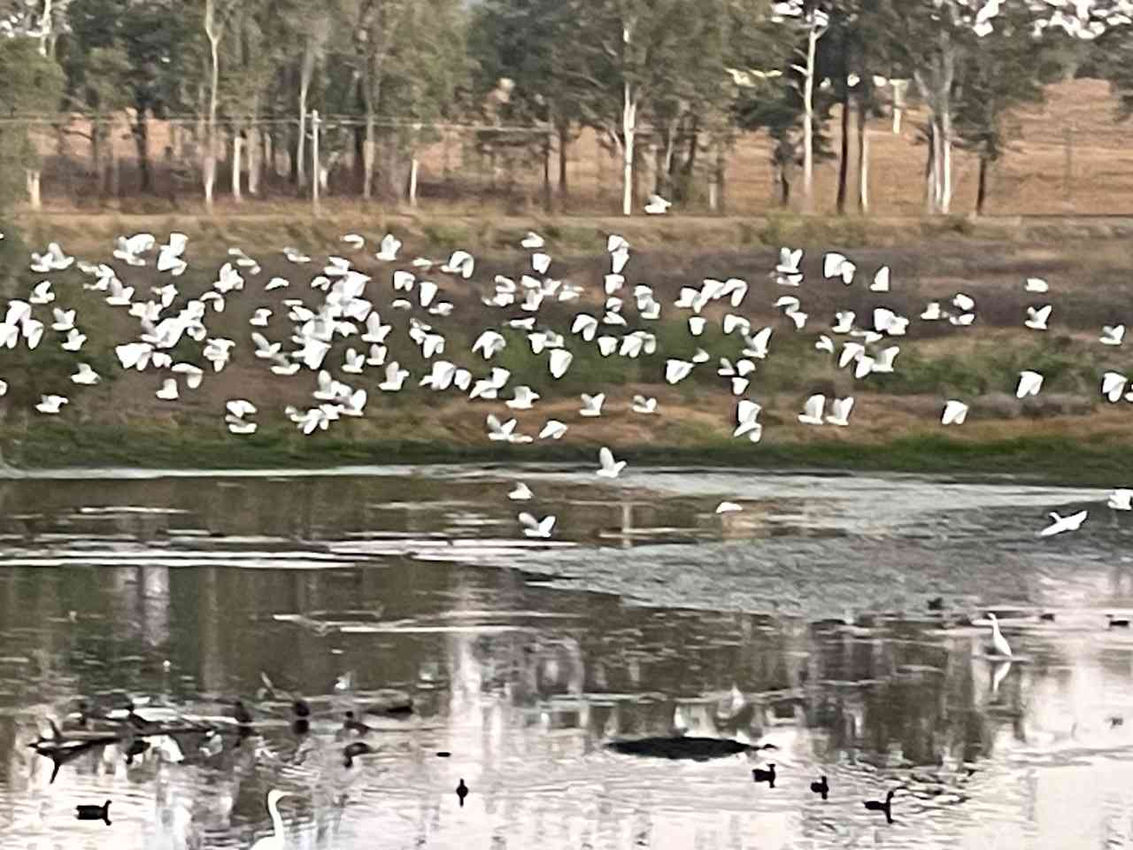 Egret evening