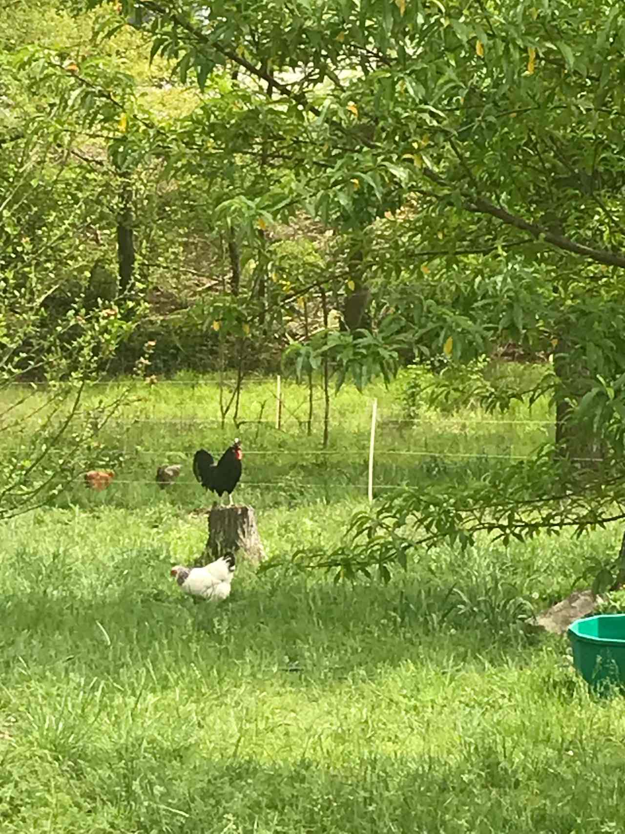 Boris the rooster watching over his harem