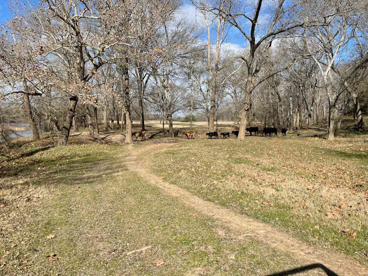 Wild and Boujee Ranch