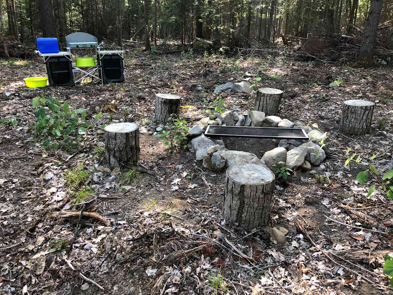 Cathedral Forests