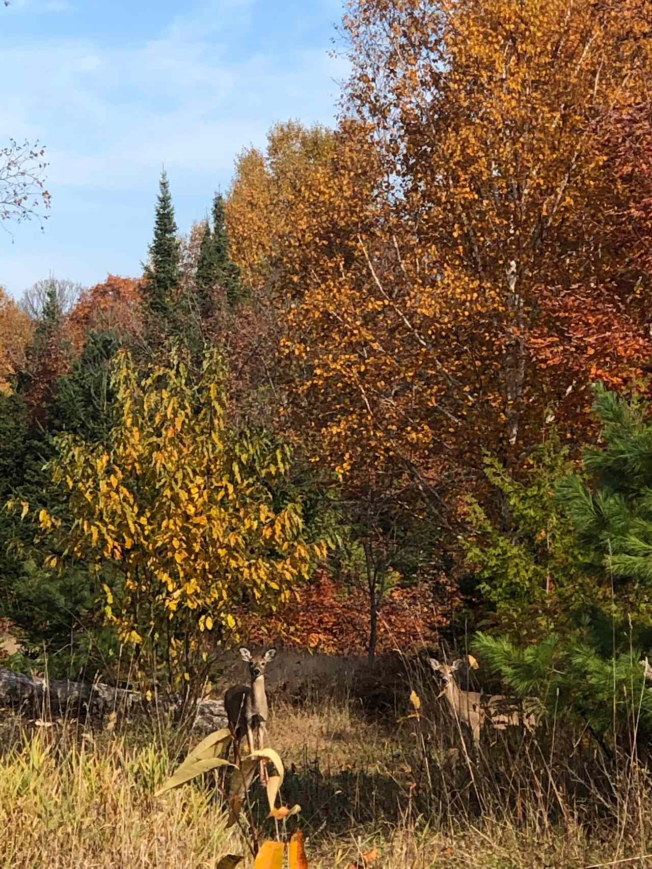 Cathedral Forests