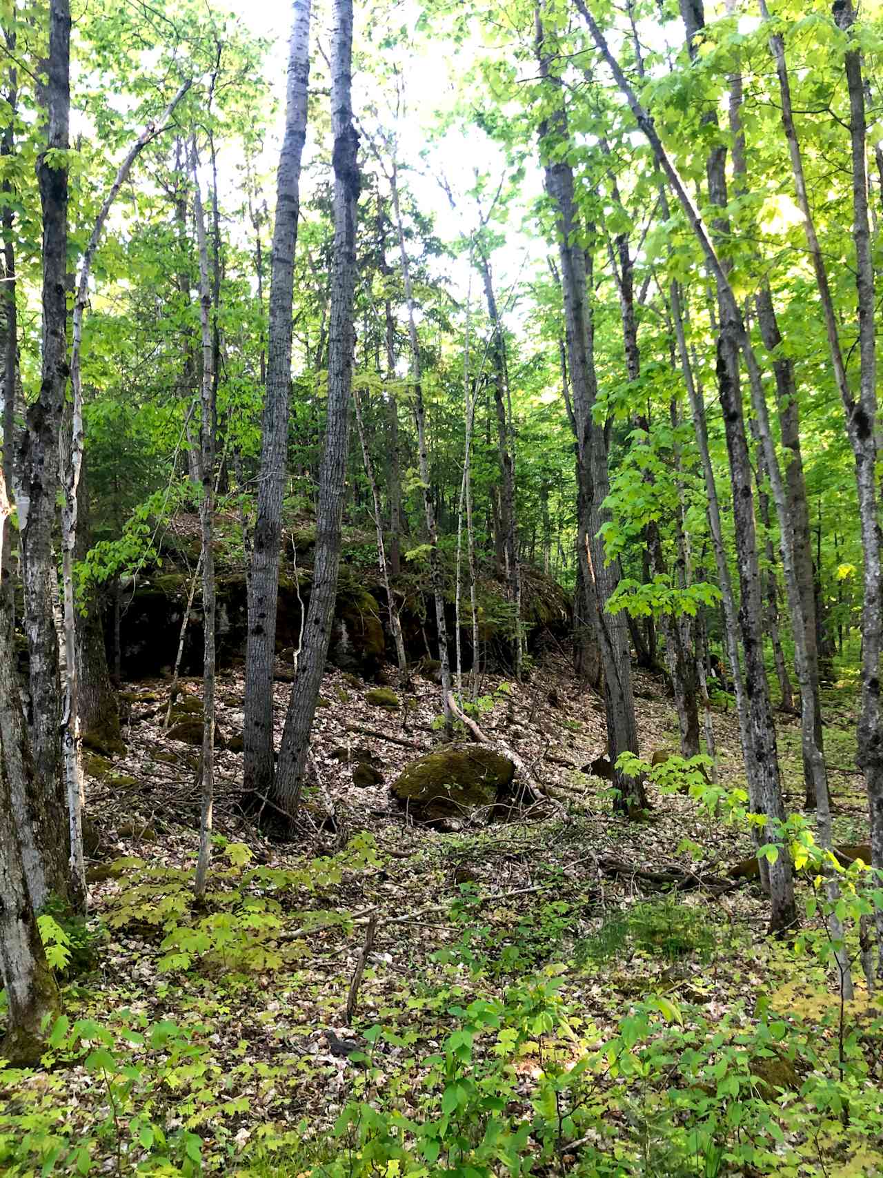 Cathedral Forests