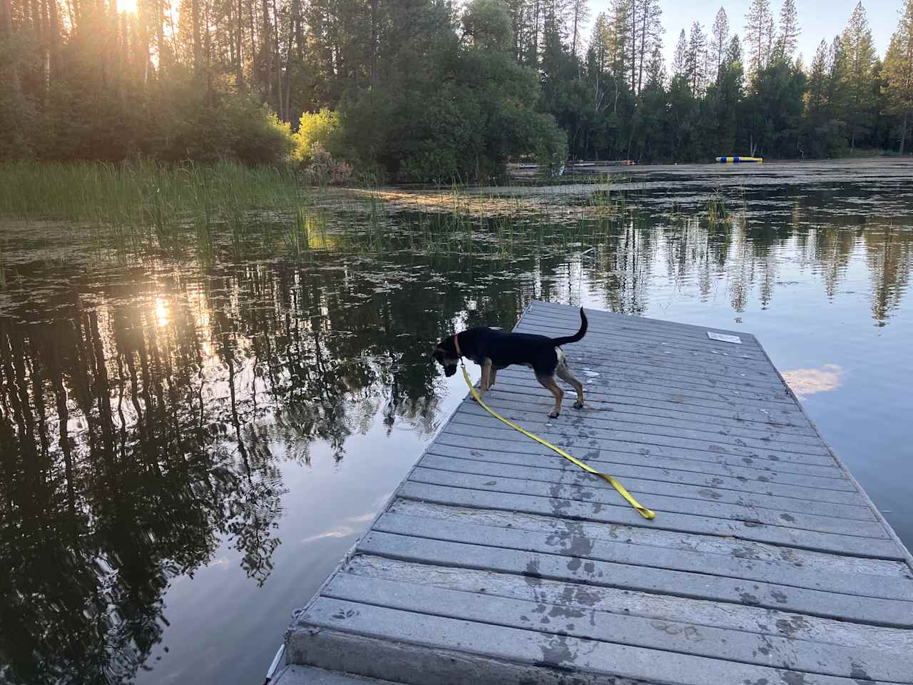 Should I stay or should I JUMP!!! Shilo He jumped! First time in water! lol!!!