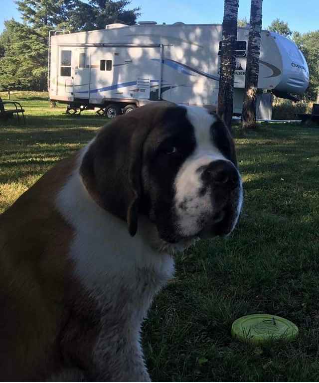 Tent Camping getaway 