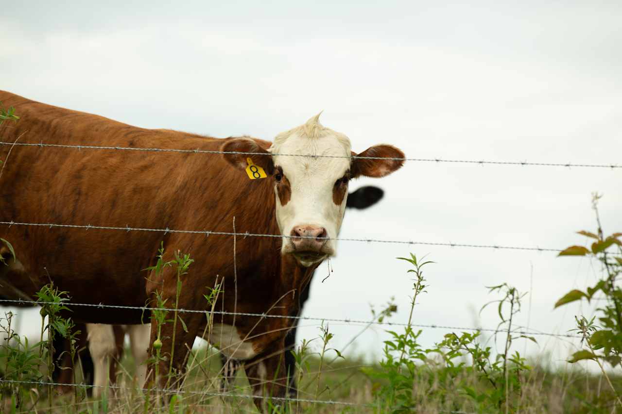 Neighboring cows and horses graze