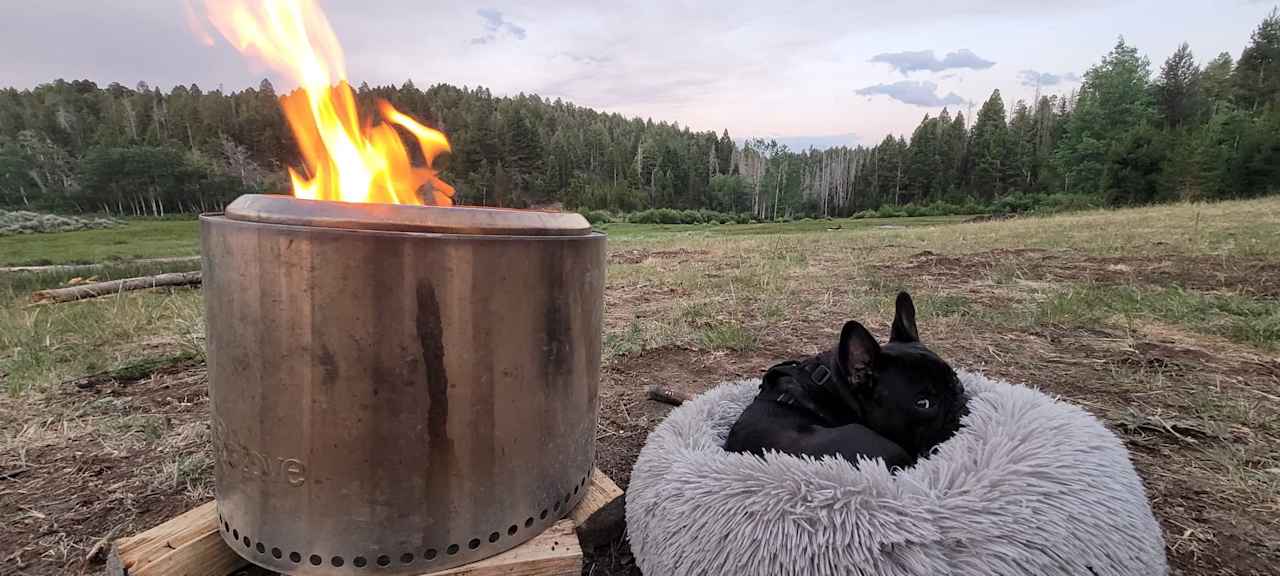 X man (resident dog)  likes fires and other friendly dogs.  