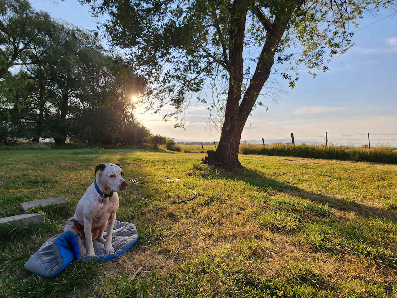 Dog not included