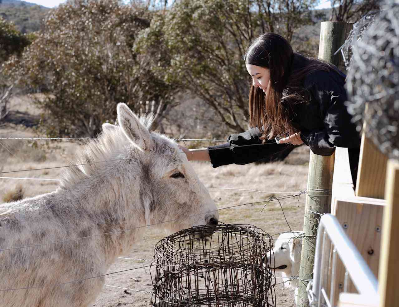 the cutest donkey called Horse