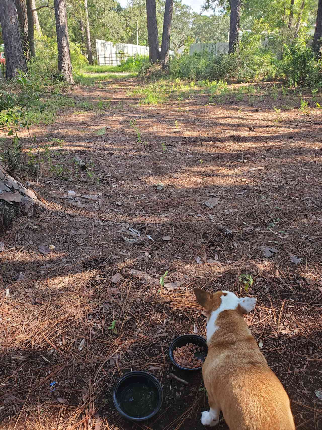 clearing and small dirt road that the camp sits on. rvs across way