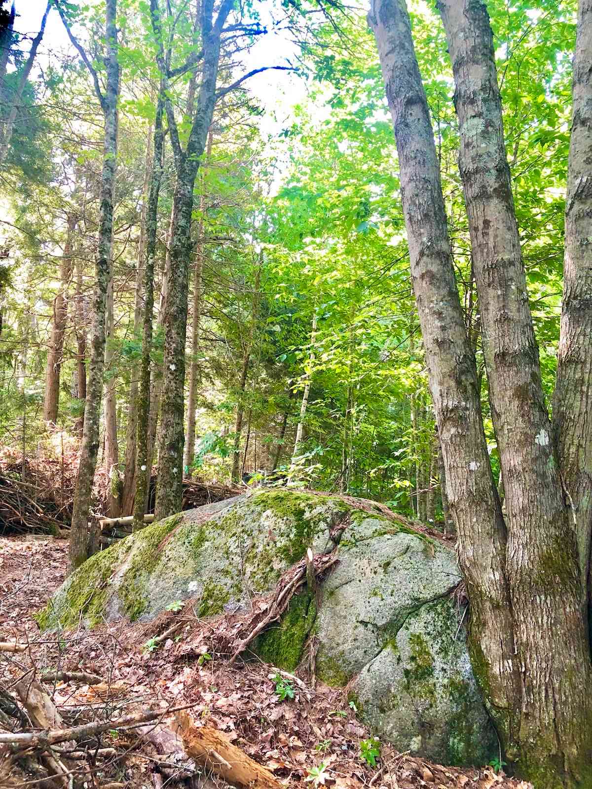 Wild Maine Blueberry Camp!