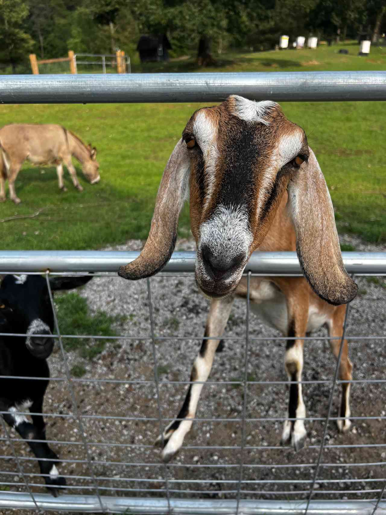 Sipsey Creek Farm