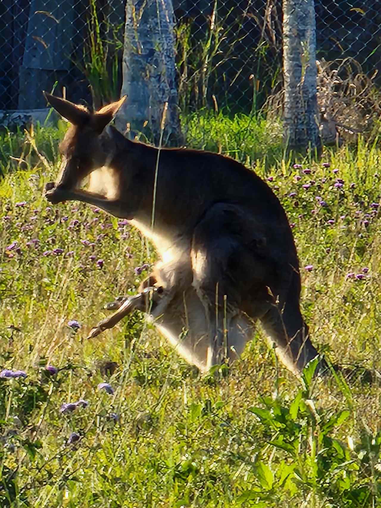 Conservation Camping at Maroochy