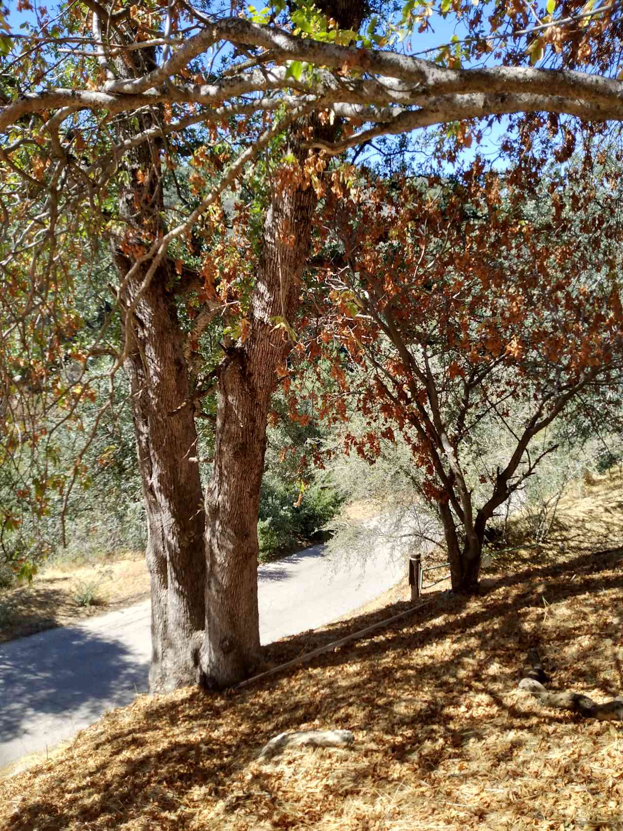 trees on the property