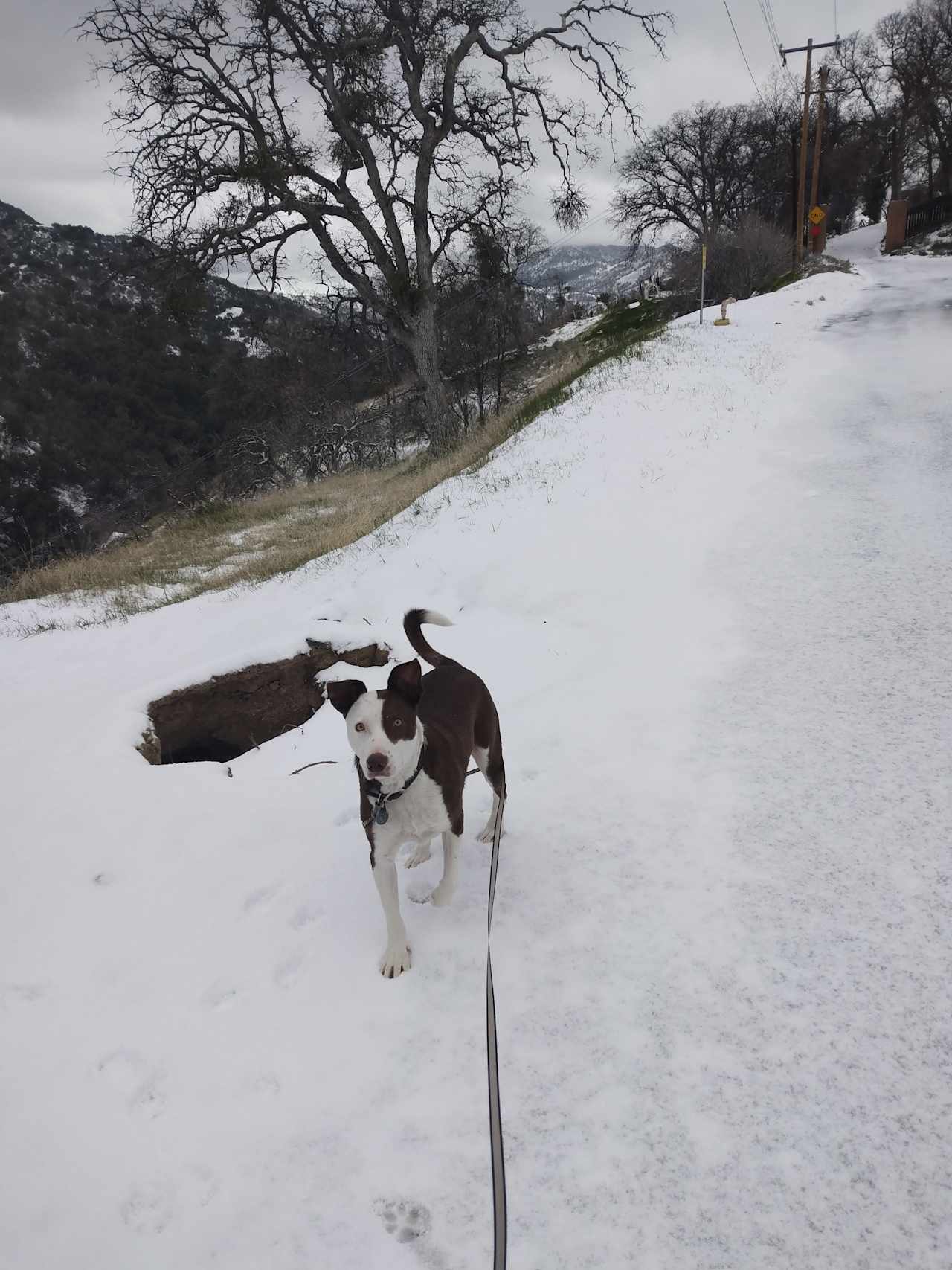 Friendly Dog "Wilson" lives on the property