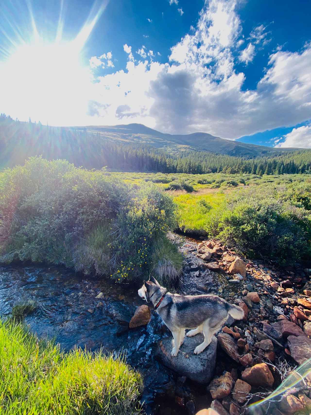 Mountain Meadow Glamp Camp