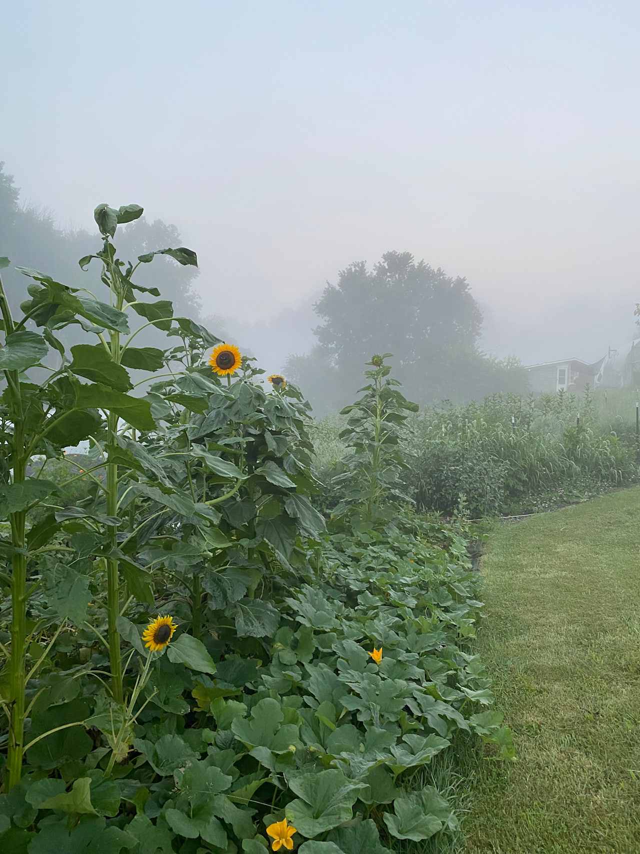 Harvest Table Farm