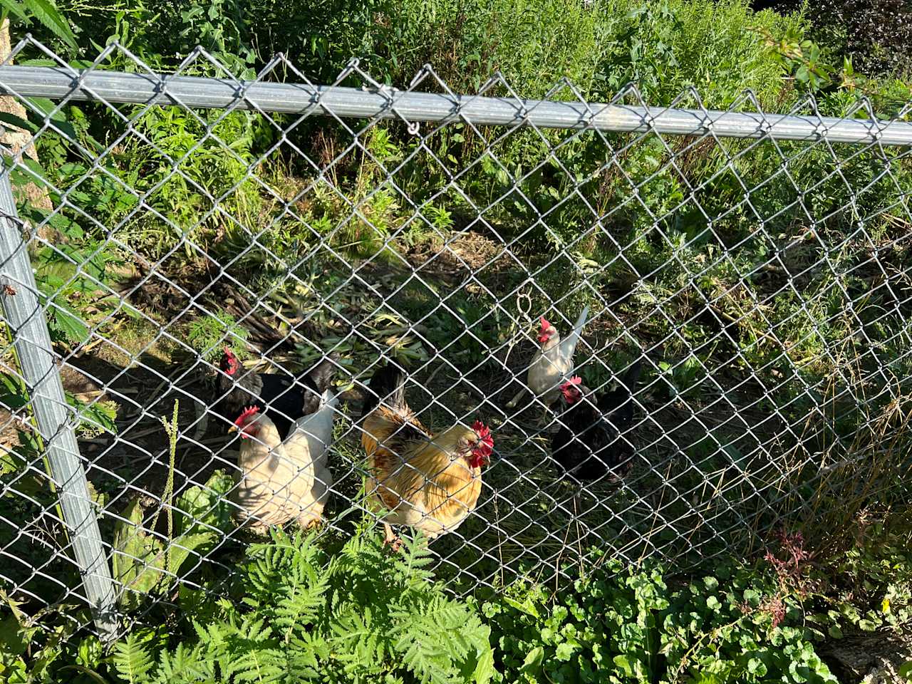 Harvest Table Farm