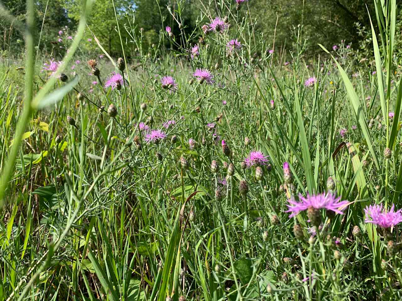 Wildflower fields 