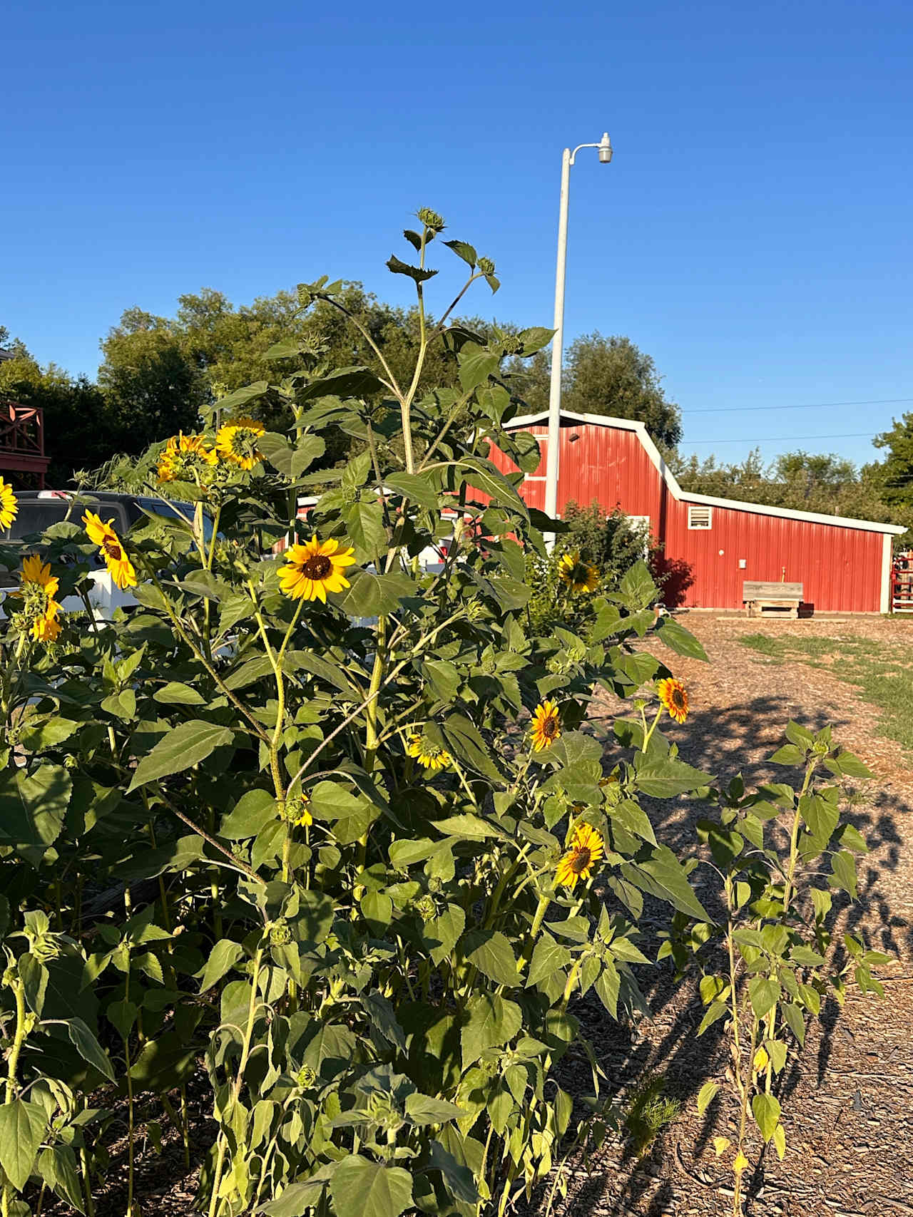 Raspberry Seed Farm