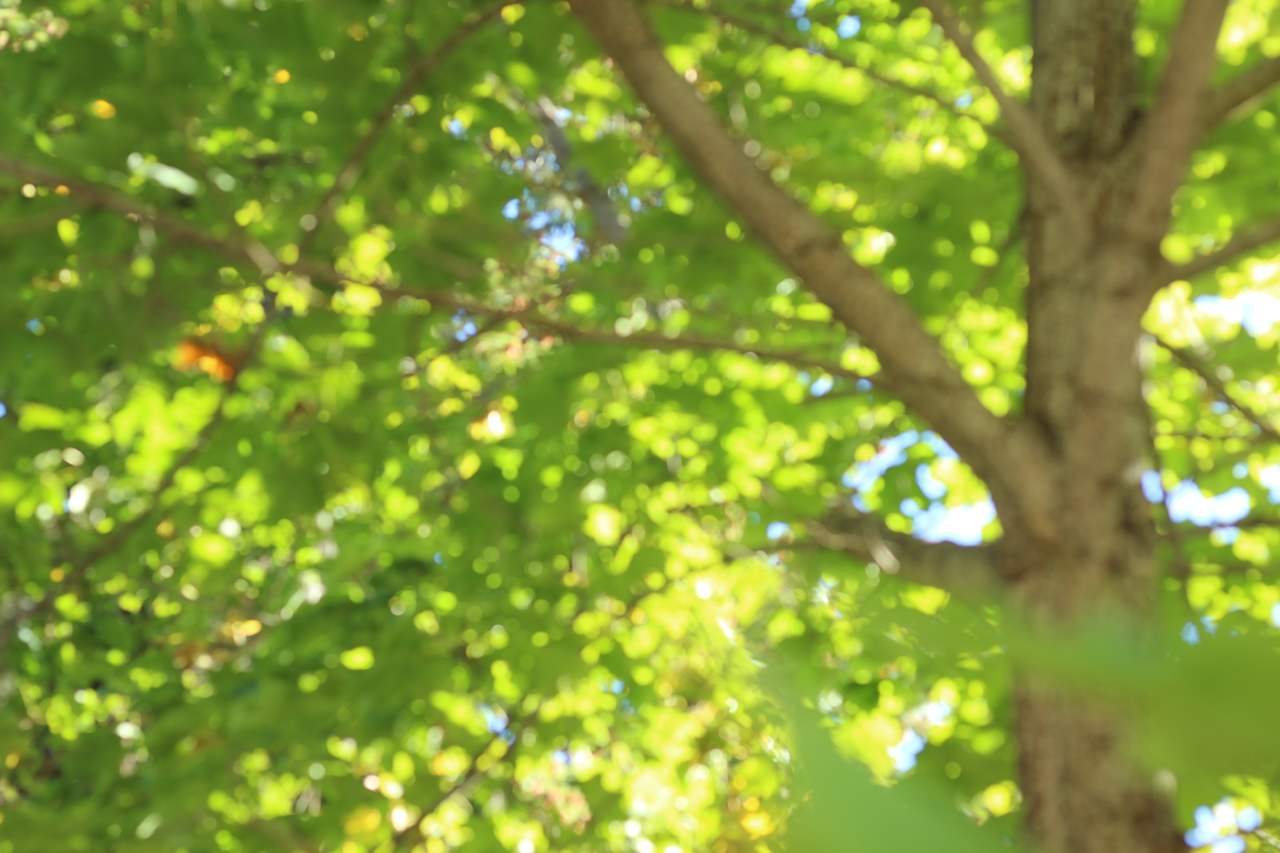 Green foliage canopy in the spring