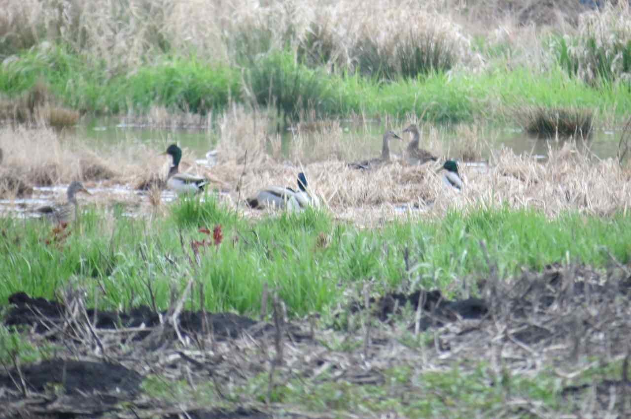 Lake Labish Farm