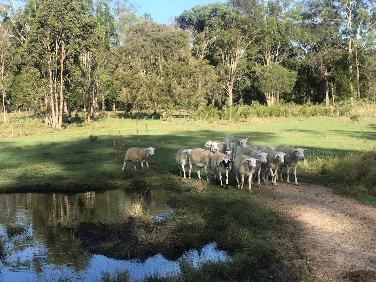 Rosgrow Farm Camping