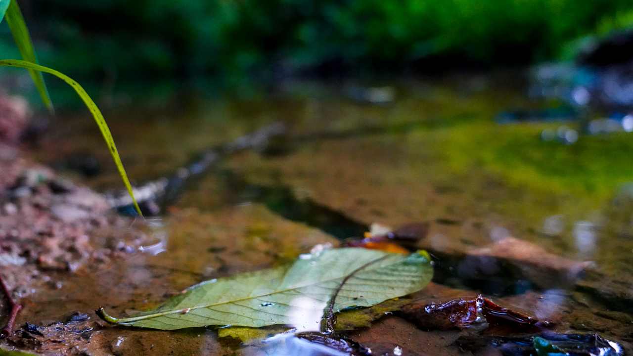 Detail photo of the creek bottom and the access point.