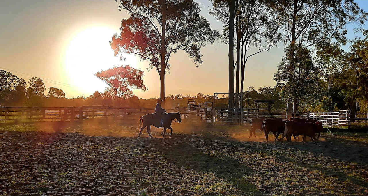 Valley Views Performance Horses