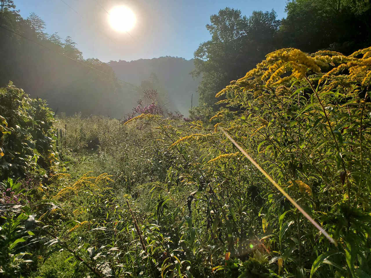 Sun-up in the wildflower meadow