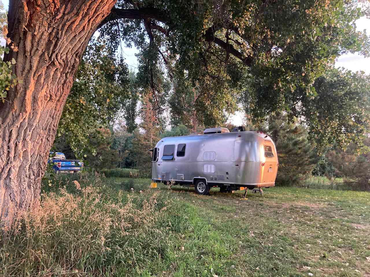 under the cottonwood for shade!