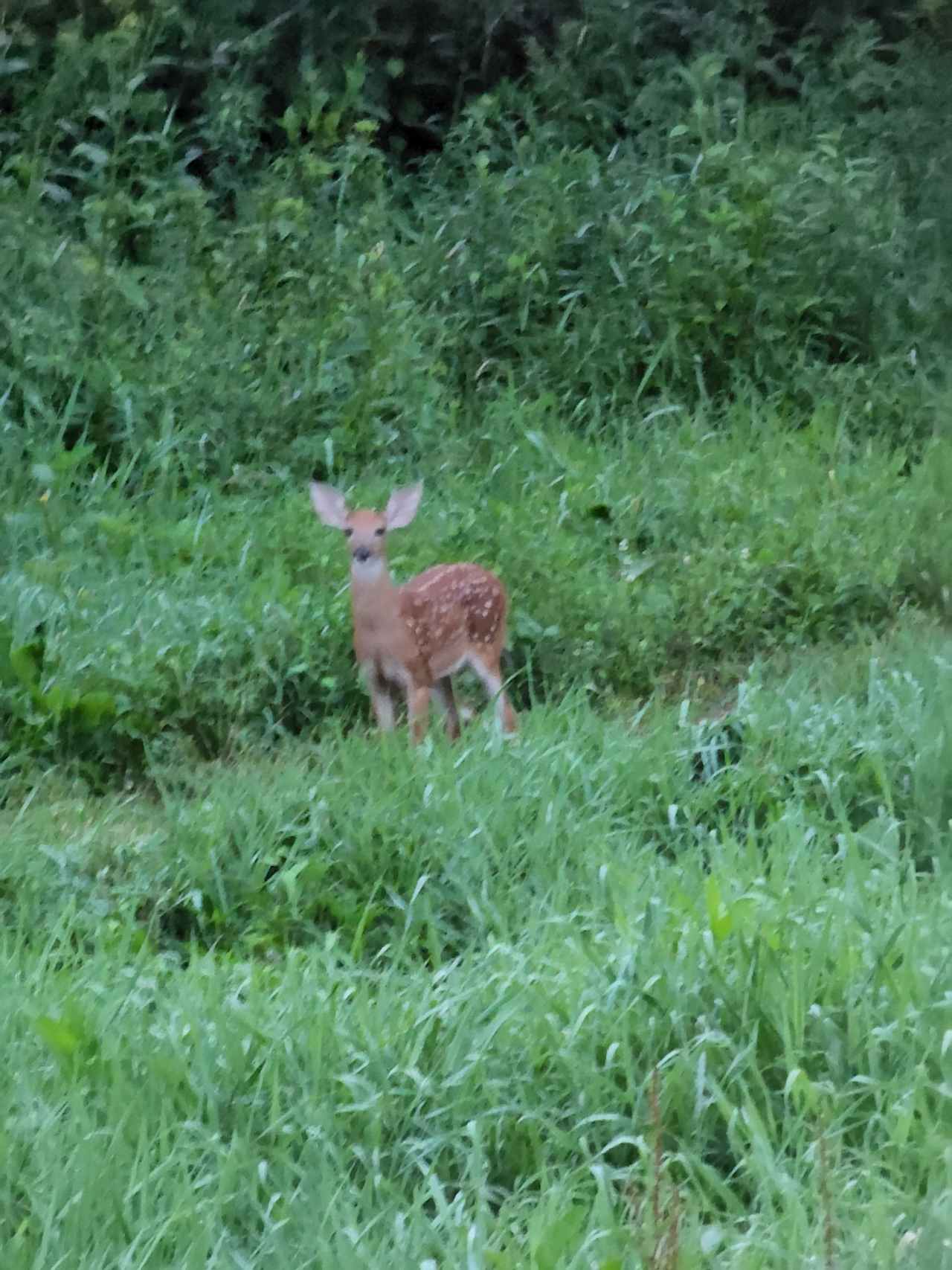 Camp Roadrunner