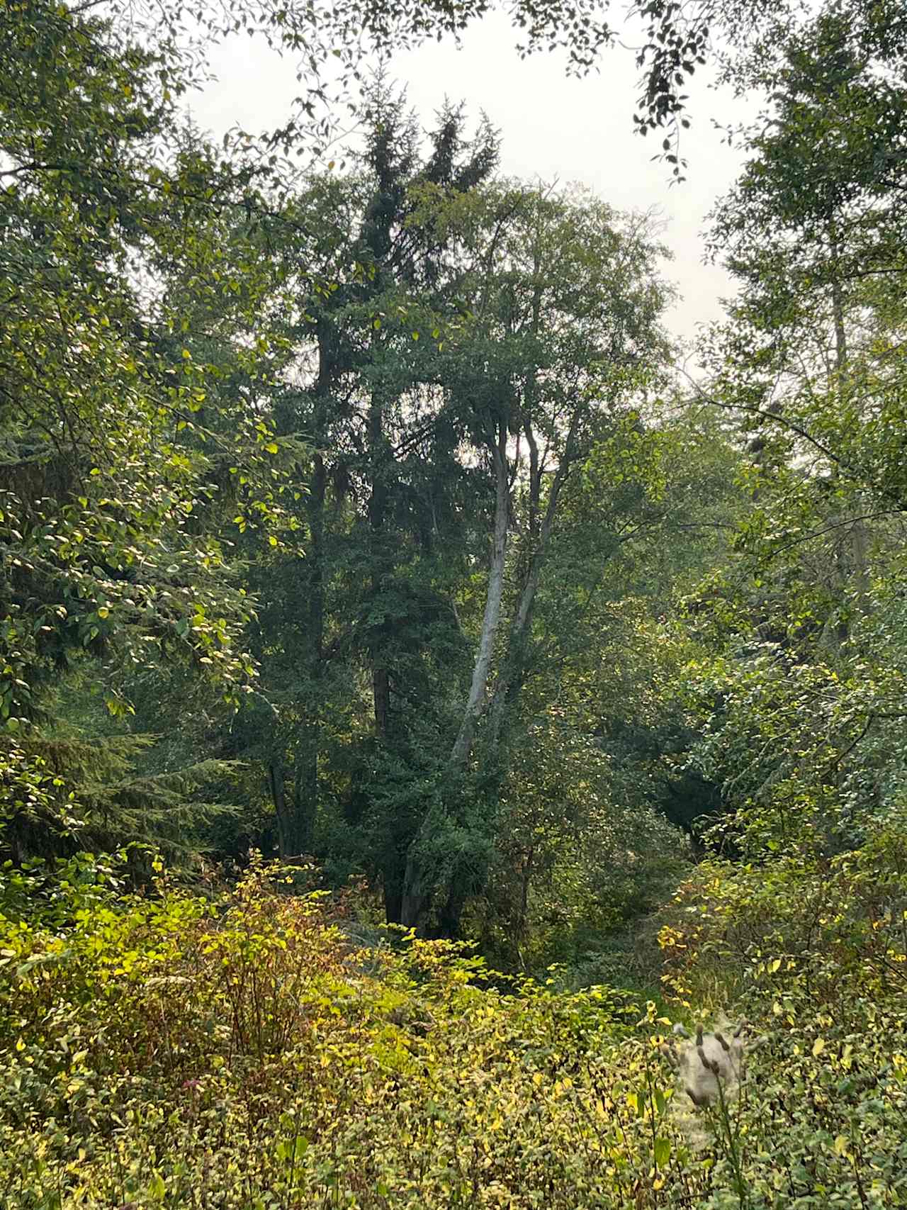 Camp is surrounded by trees