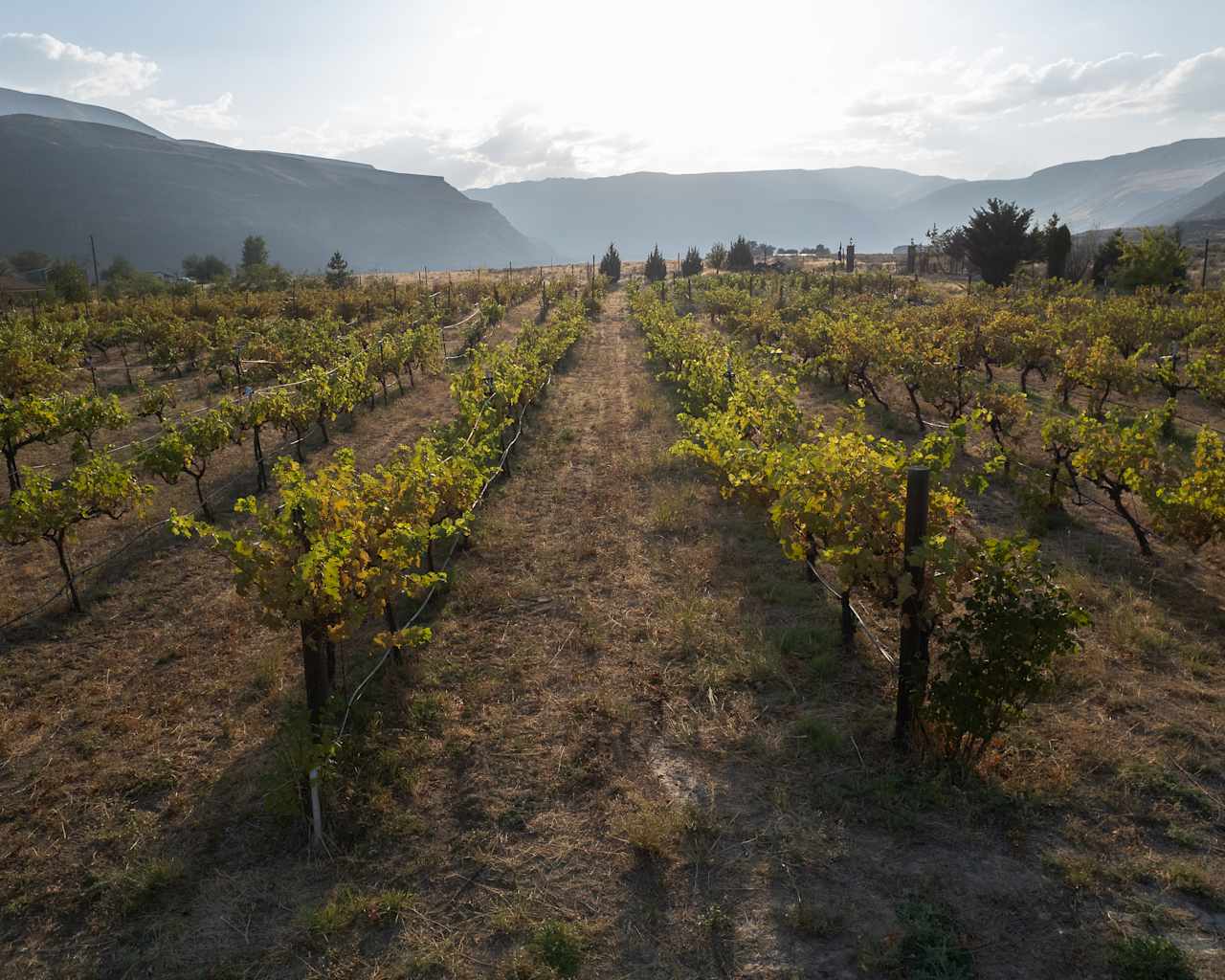 Organic vineyard stretching to the edges of the canyon. 