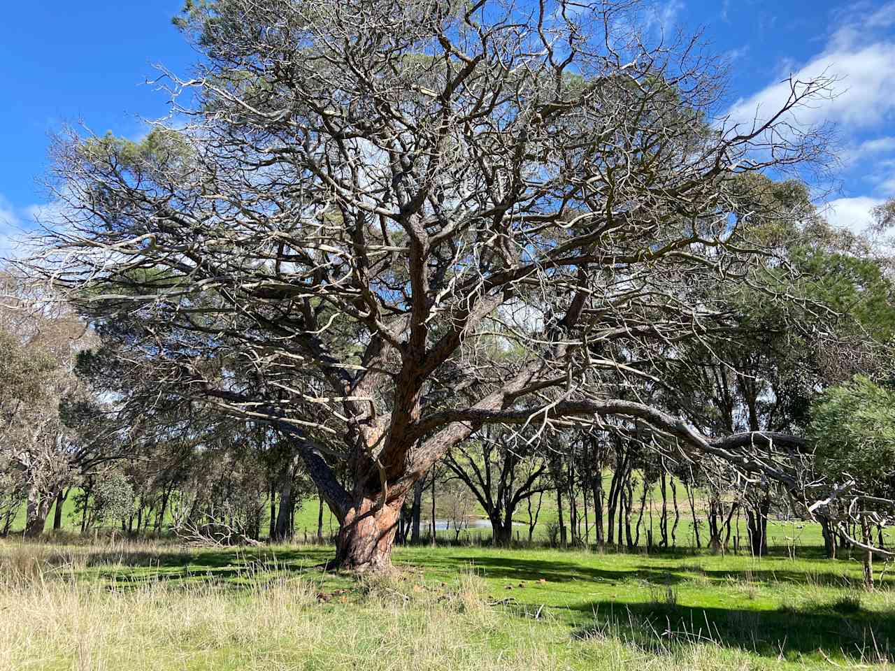 School Pine Farm