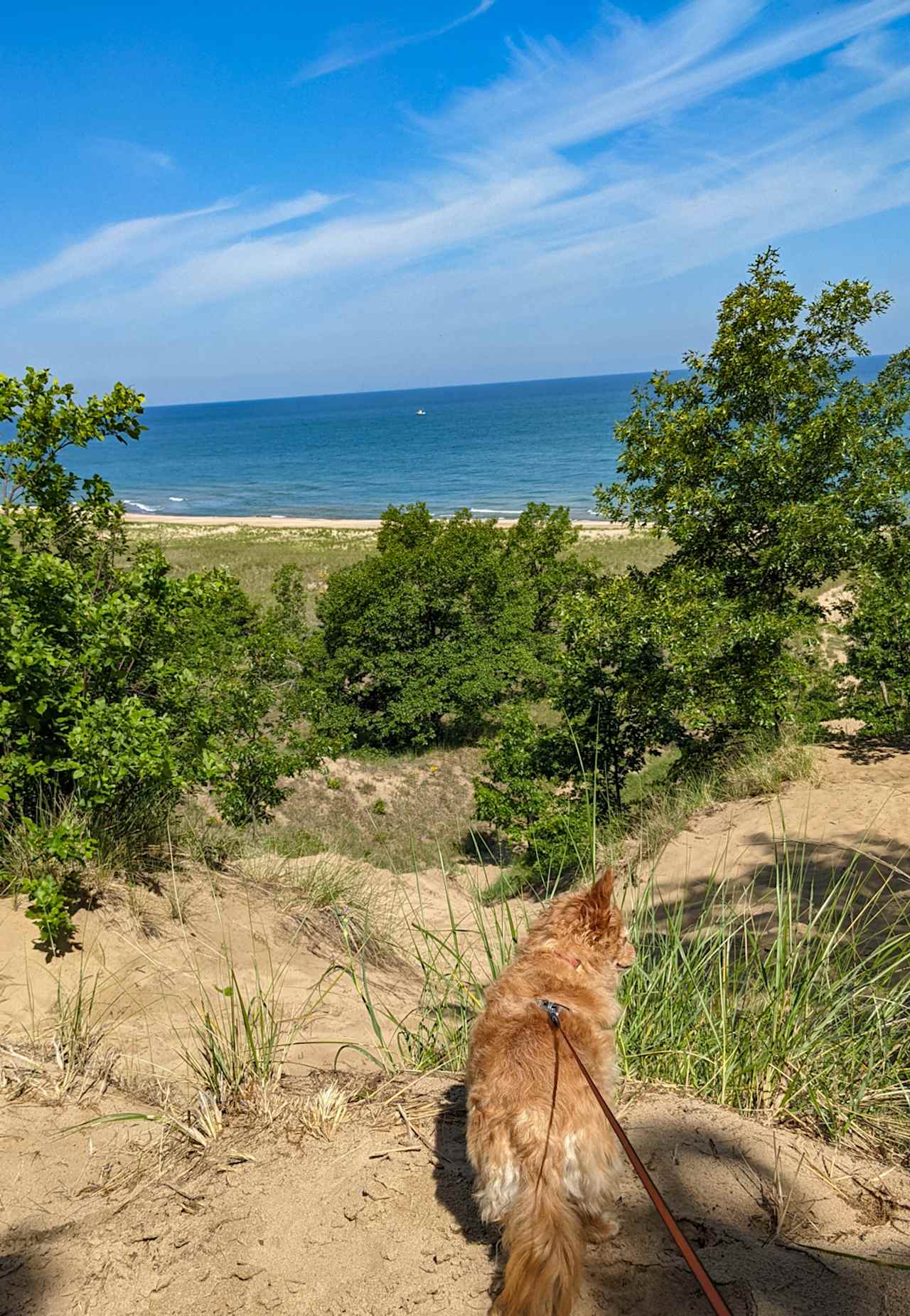 Dog-friendly hiking in nearby Indiana Dunes.