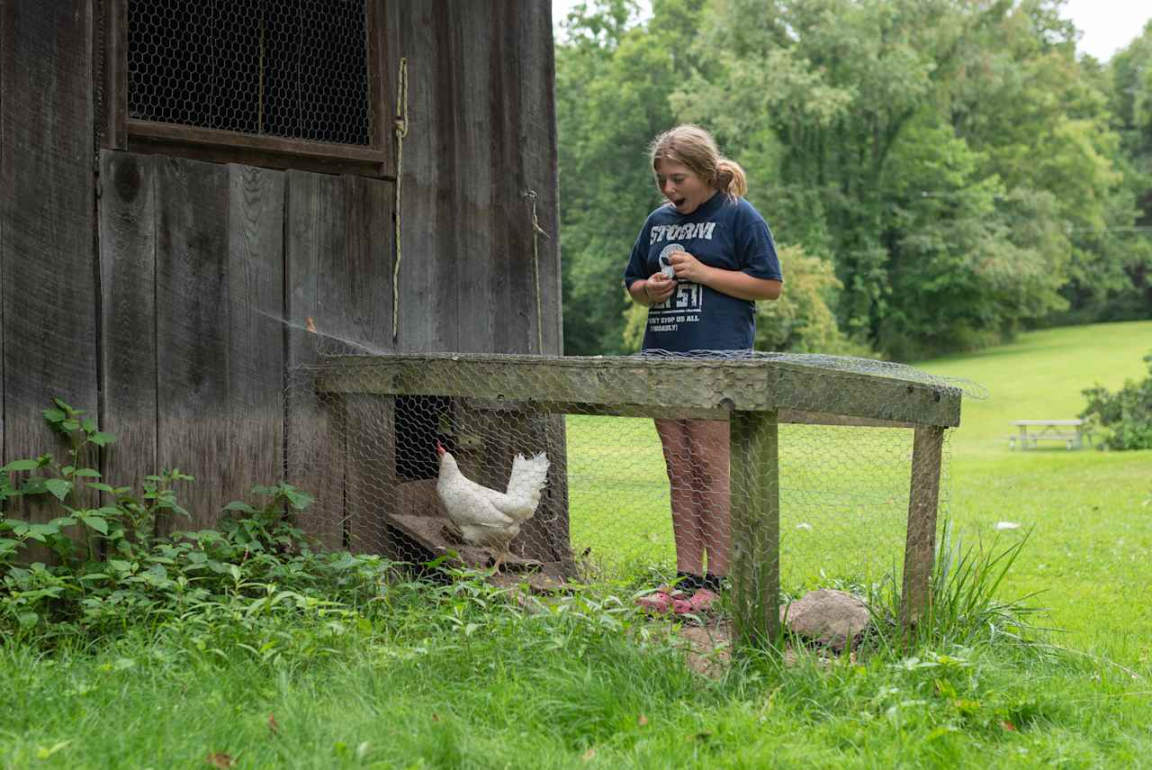 Chicken coop. Near the electric site