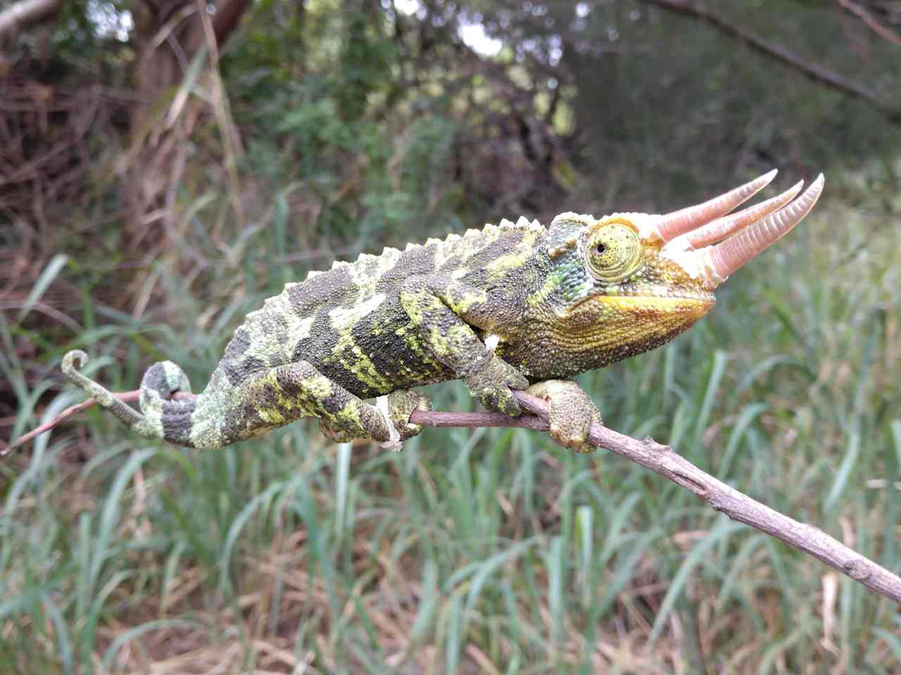 You may find a slow moving Jackson Chameleon, the boys have horns. 