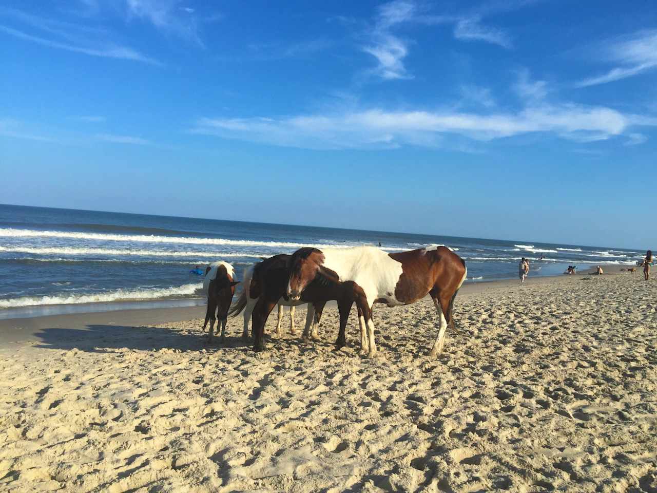 Assateague Island wild ponies