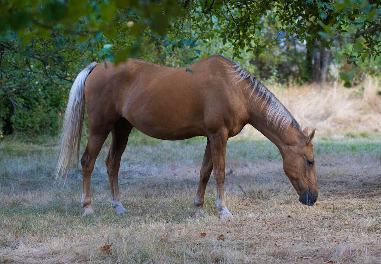 Pendarvis Farm