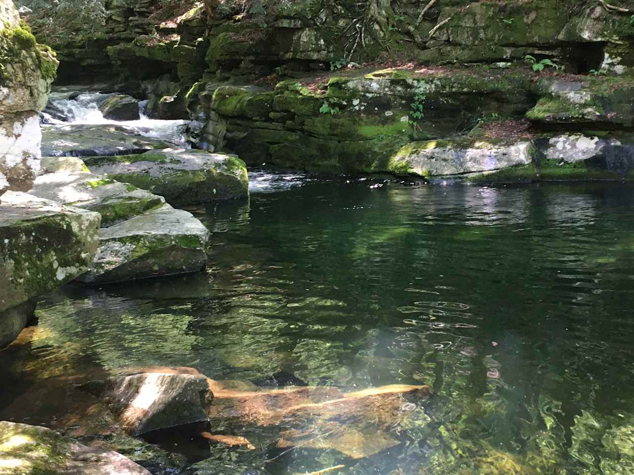 Burr Oaks Forest secluded campsites