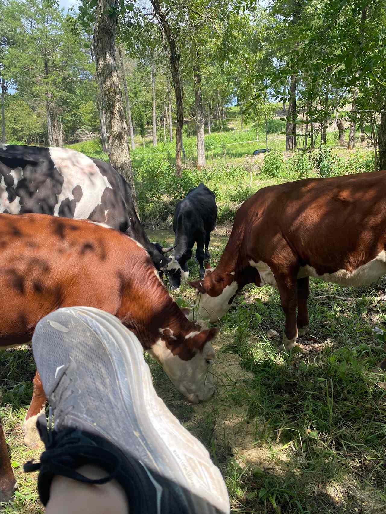 Cedar Creek Farms Eclipse Camping