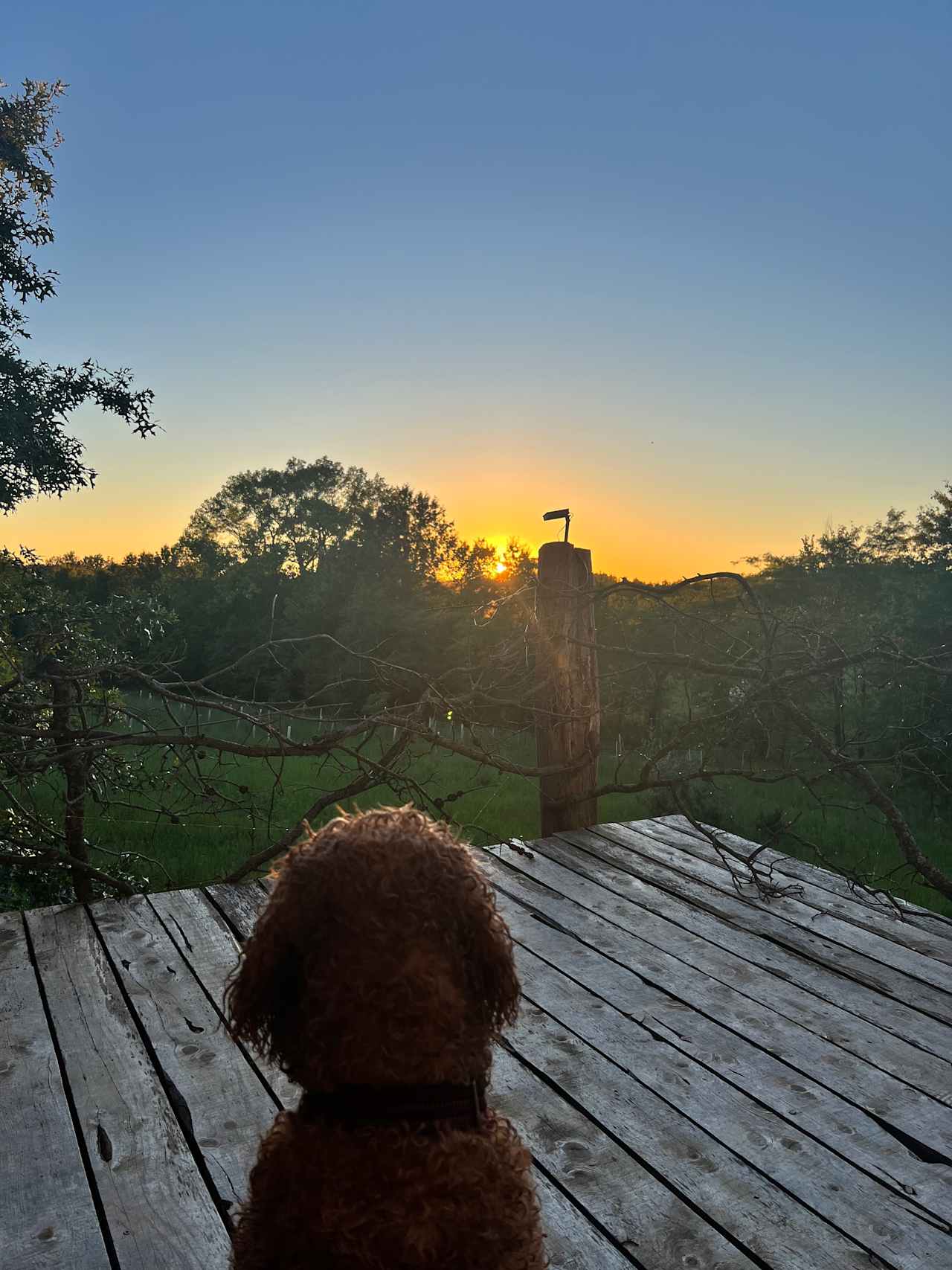 Ubuntu Treehouse