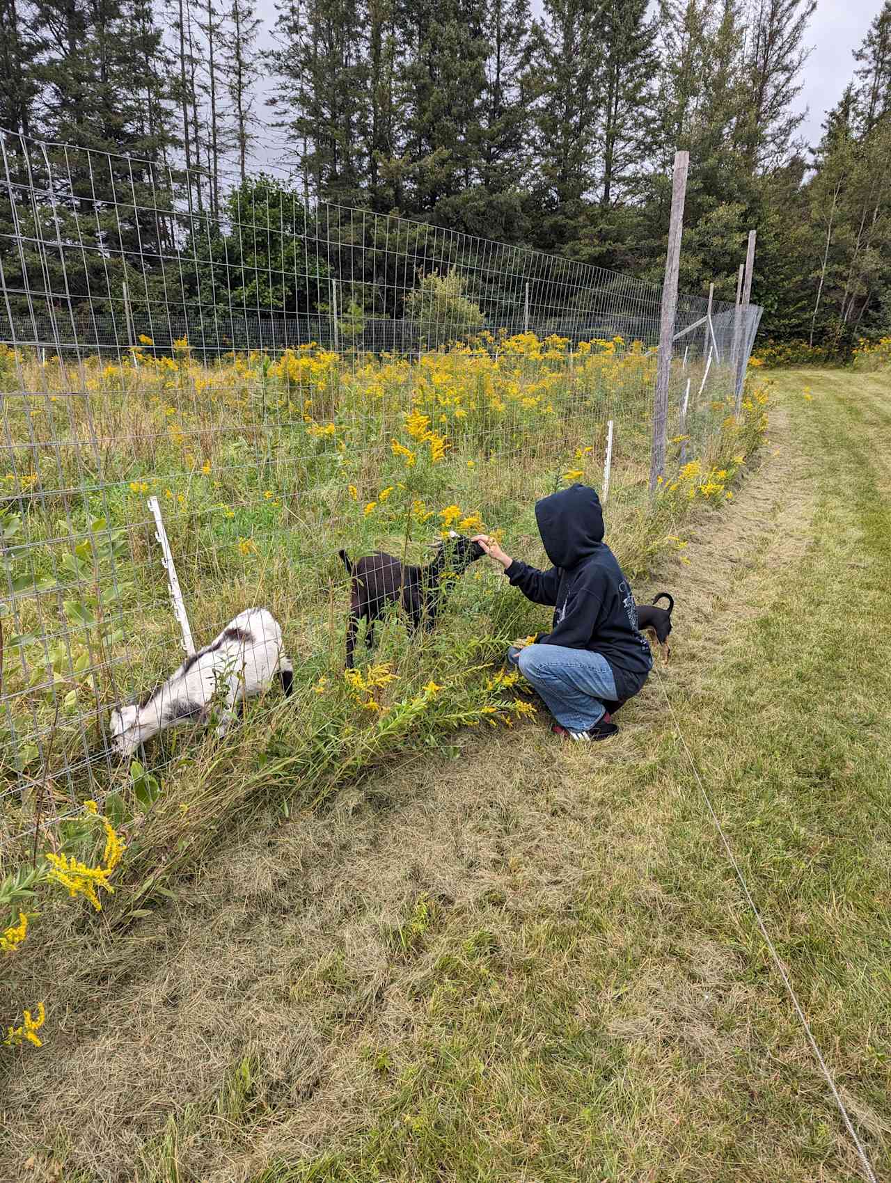 Organic Farm Camping & Bunkie