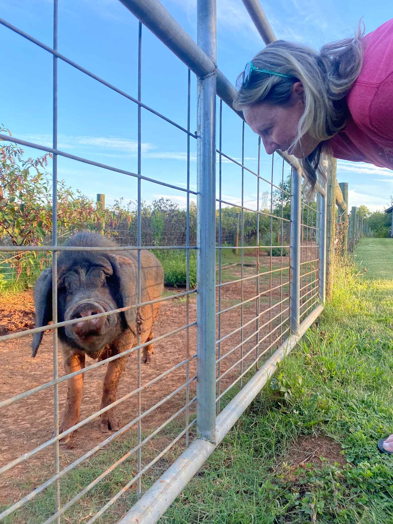 The Dancing Pig On Abbotts Creek