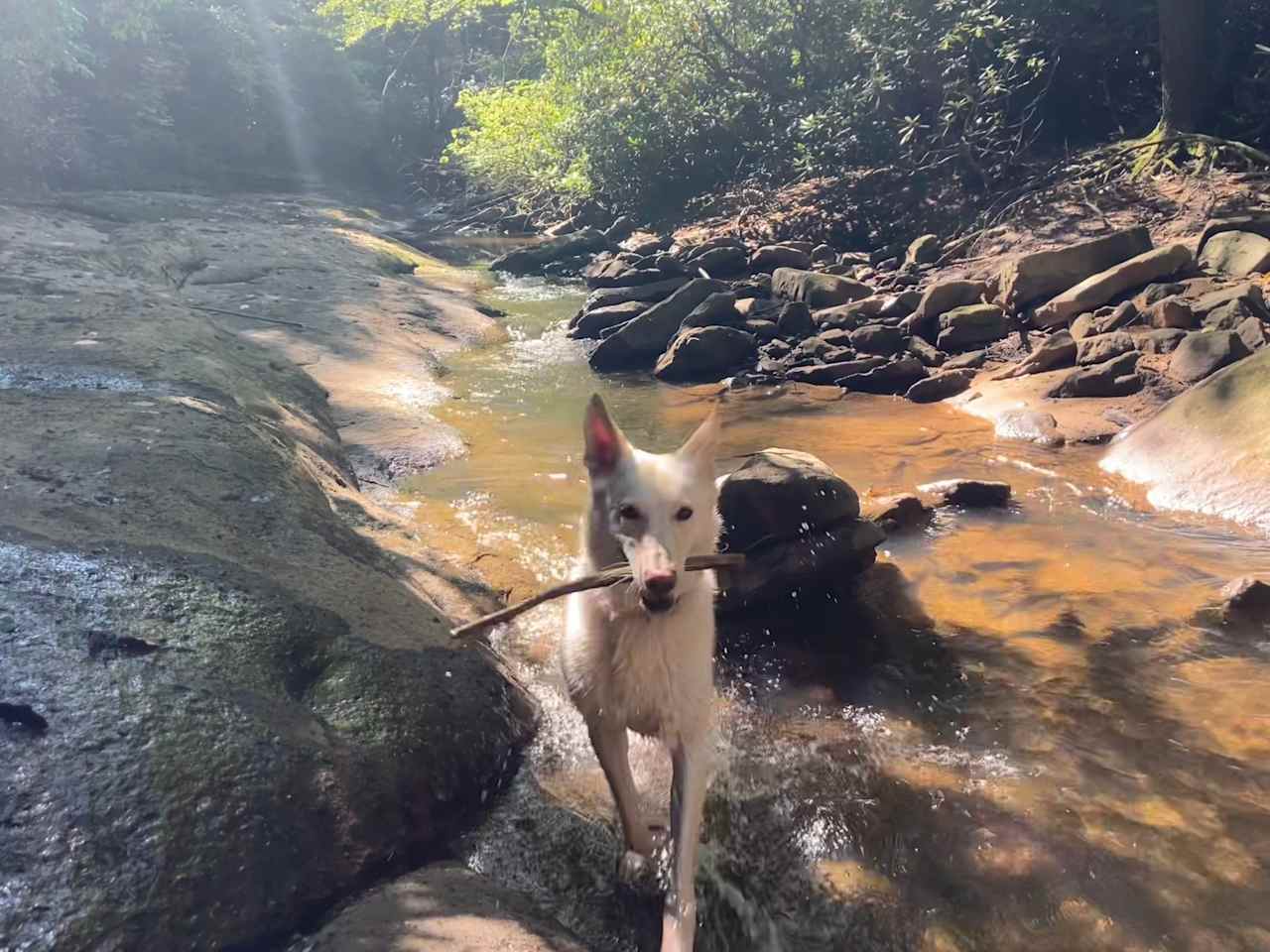 Possum Holler Camp- New River Gorge