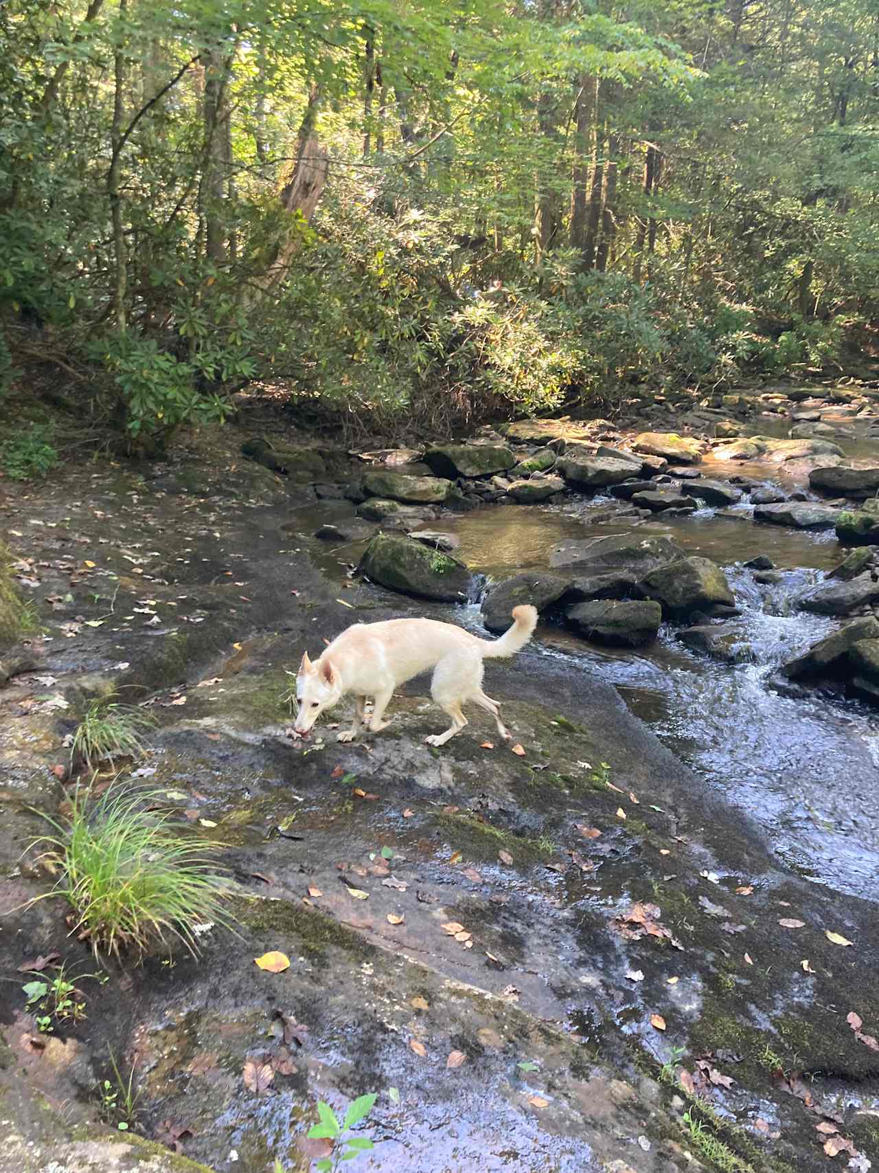 Possum Holler Camp- New River Gorge