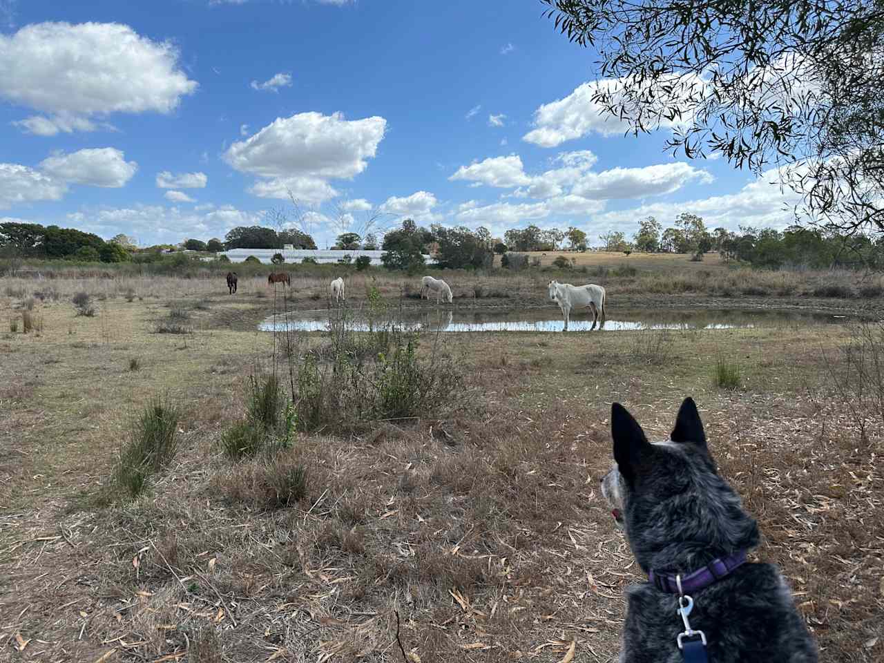 Lowood Nature Camp